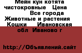 Мейн-кун котята чистокровные › Цена ­ 25 000 - Все города Животные и растения » Кошки   . Ивановская обл.,Иваново г.